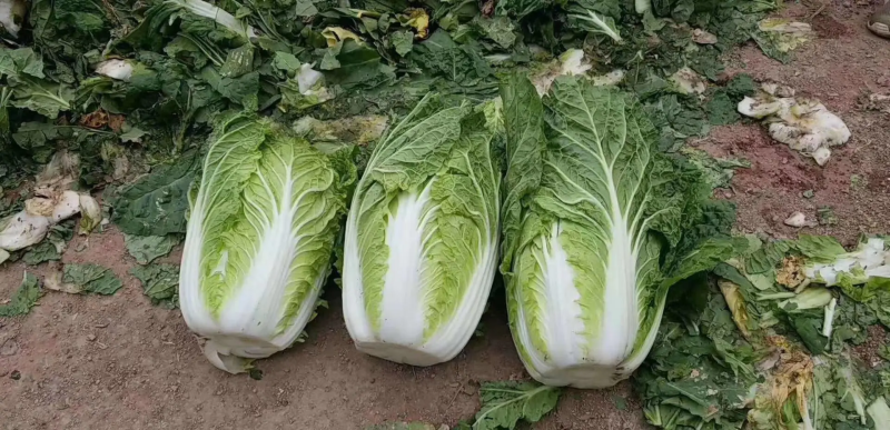 大白菜，山东黄心白菜大量上市，货源充足，保质保量