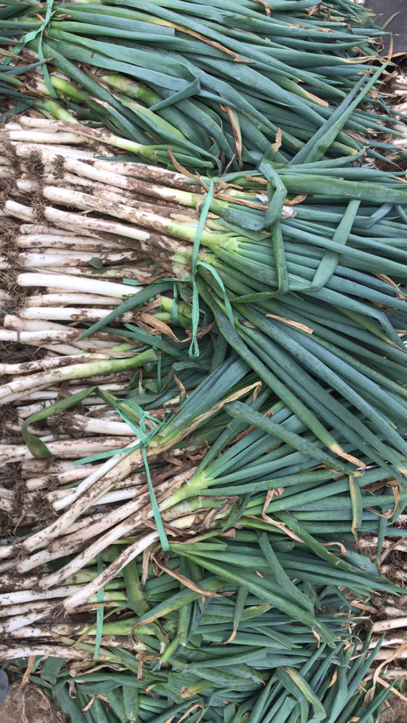 山东滕州铁杆大葱，少量上市，货源充足，欢迎联系