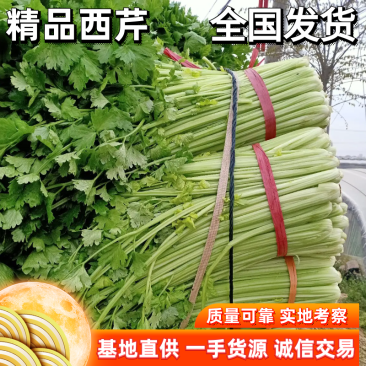 芹菜精品西芹，文图拉，皇妃，皇后，青脆型，黄绿型高度六十