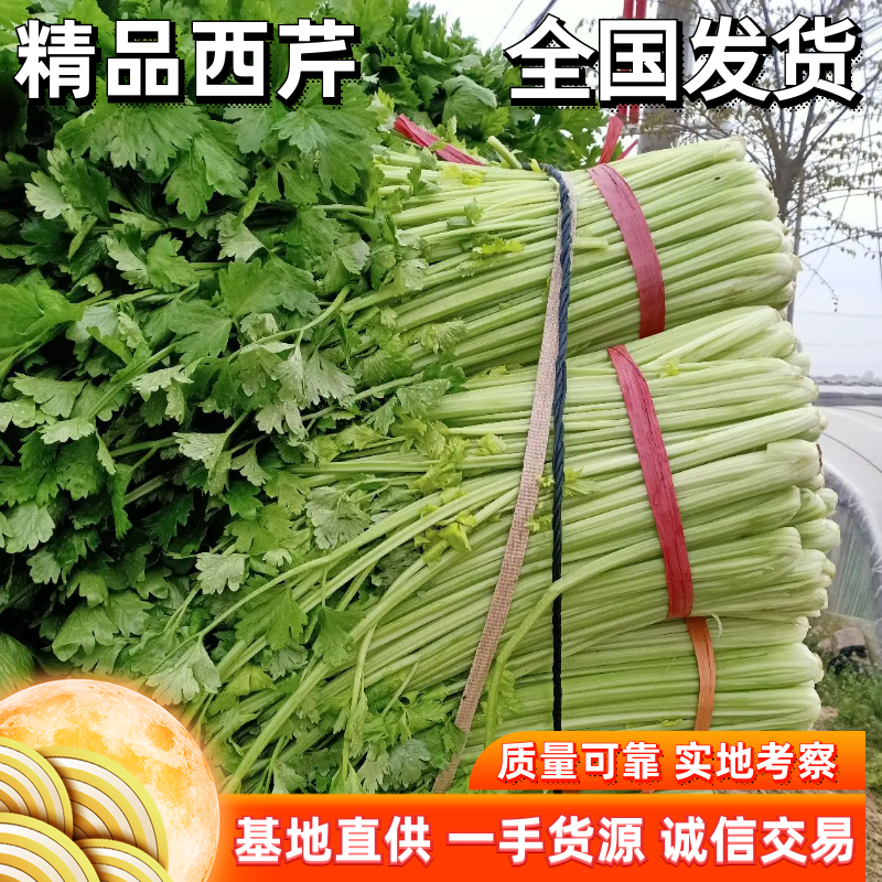 芹菜精品西芹，文图拉，皇妃，皇后，青脆型，黄绿型高度六十