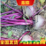甜菜根，新鲜现发，打汁甜菜根，甜菜头，诚信经营，全国发货