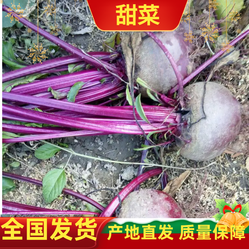 甜菜根，新鲜现发，打汁甜菜根，甜菜头，诚信经营，全国发货