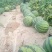 夏邑美都个大包甜新鲜上市一茬瓜欢迎咨询1