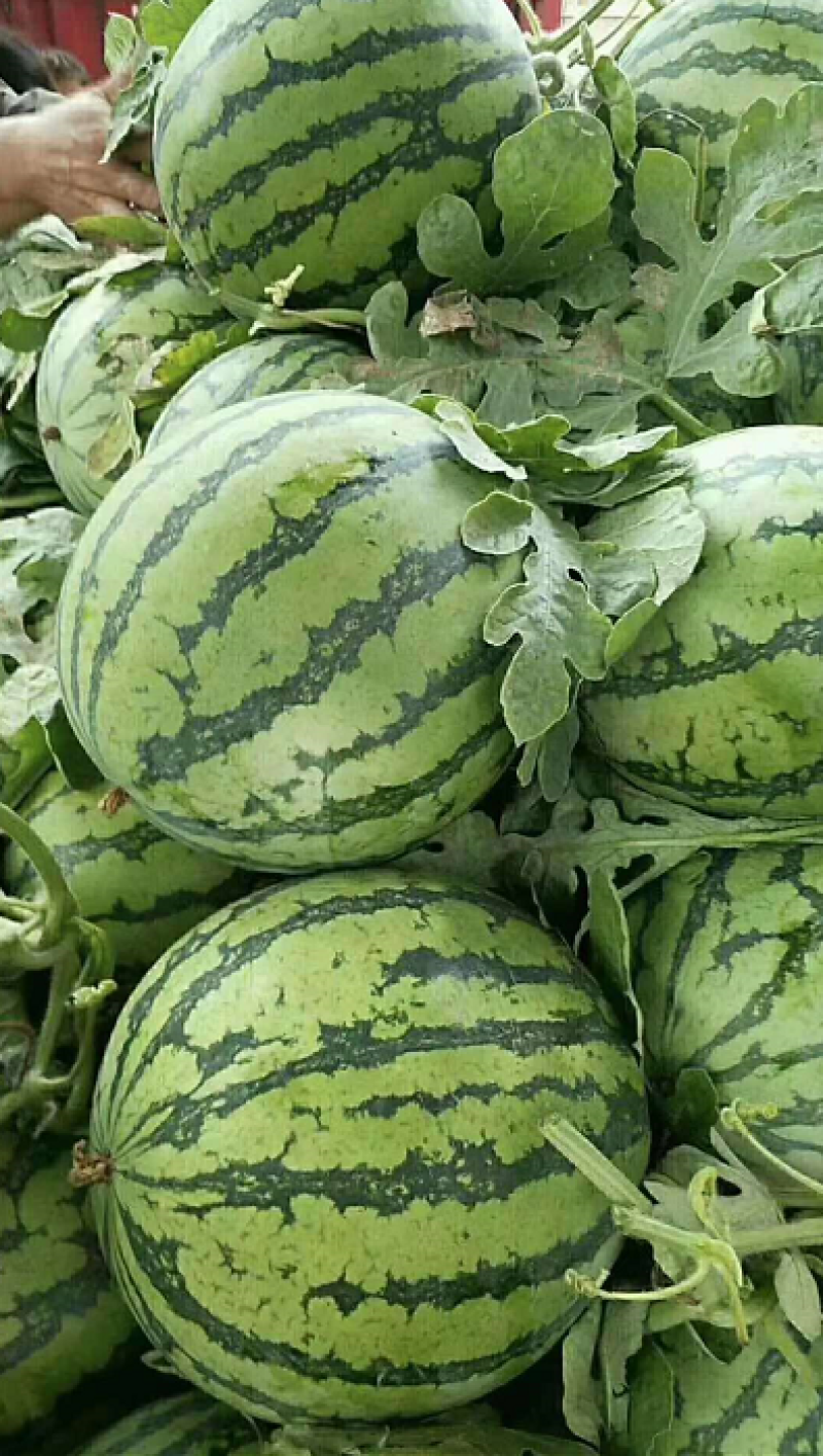 夏邑美都个大包甜新鲜上市一茬瓜欢迎咨询1