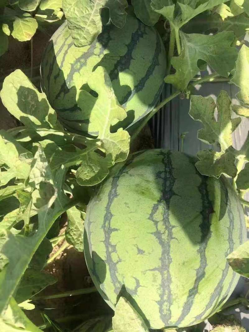 夏邑美都个大包甜新鲜上市一茬瓜欢迎咨询1