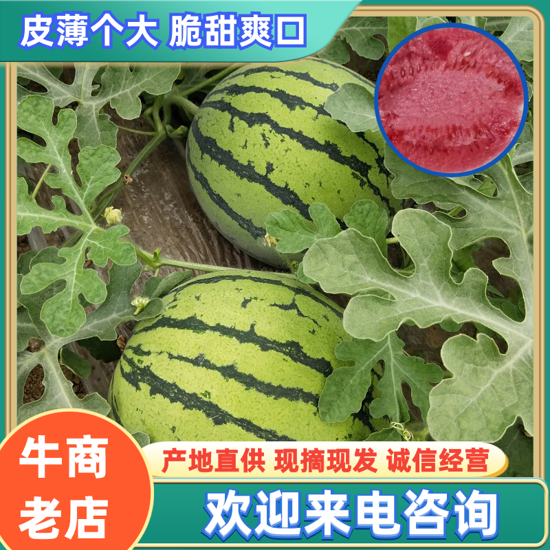 西瓜河南美都西瓜个大包甜新鲜上市一茬瓜欢迎咨询2