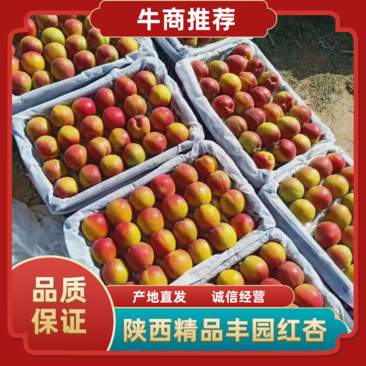 大荔县丰园红杏，大量上市，产地直发，火爆采购中，欢迎各位