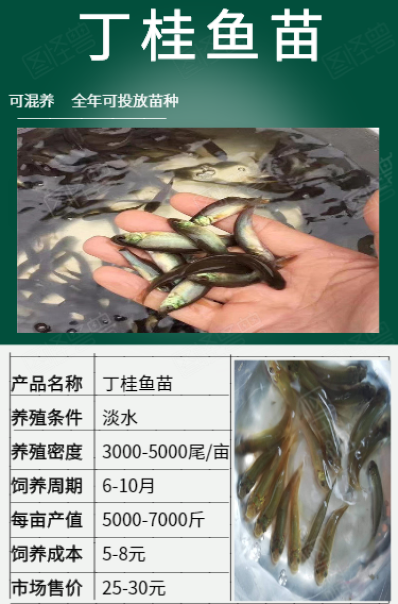 丁桂鱼苗5-7cm批发产地直销运输损耗包赔