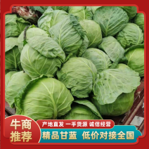 甘蓝/河南甘蓝/博爱甘蓝/物美价廉产地直发欢迎咨询