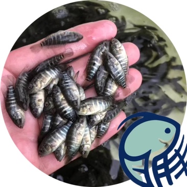 石斑苗4-7cm大量优质一手货源低价格高质量