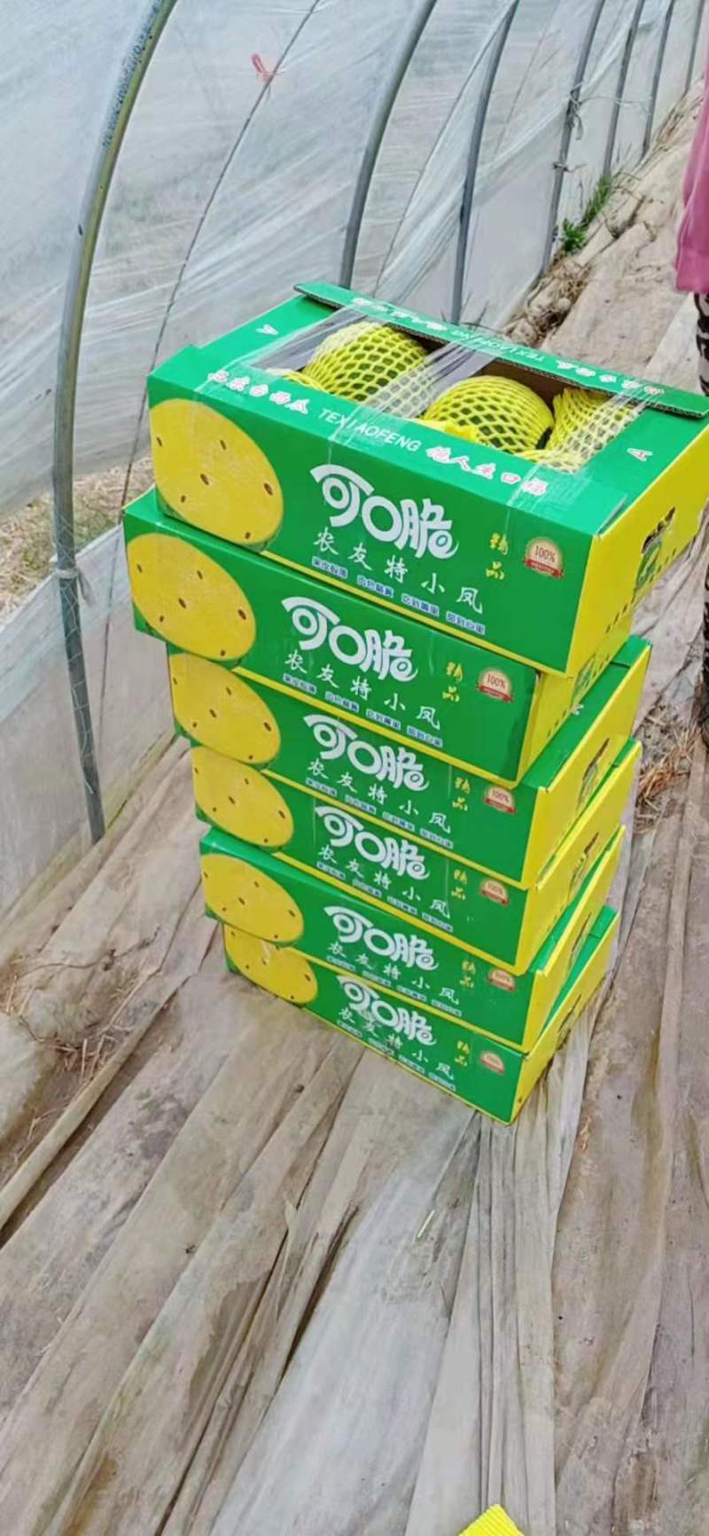 沭阳西瓜特小凤黄心西瓜水润清甜大量上市、量大从优