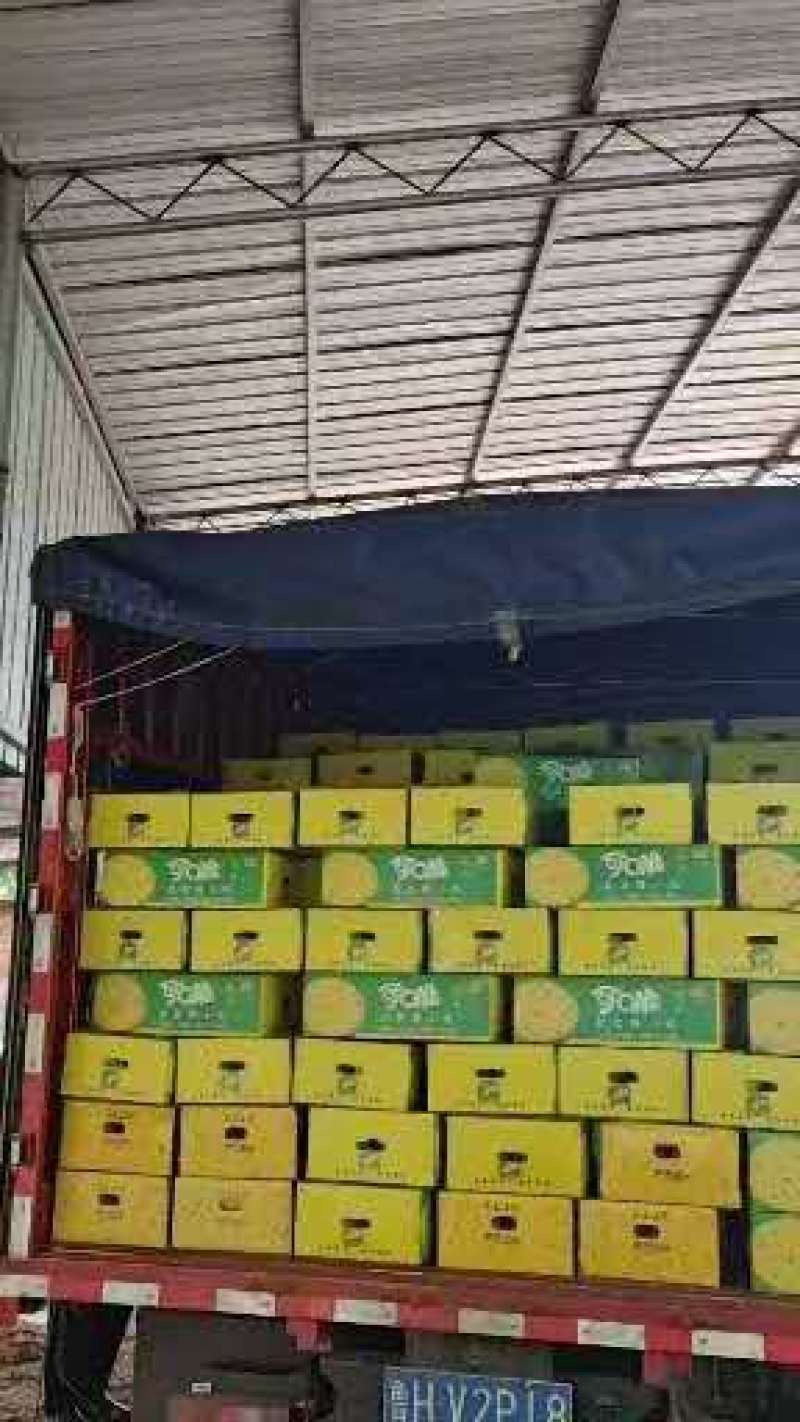 沭阳西瓜特小凤黄心西瓜水润清甜大量上市、量大从优