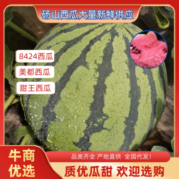 安徽砀山麒麟西瓜8424。大量供应。全国代发！