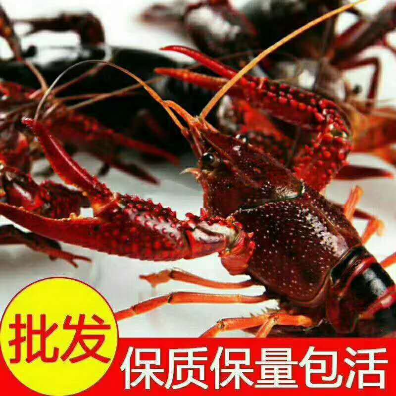 【空虾半肉】鲜活小龙虾一手货源大量批发品质好规格硬