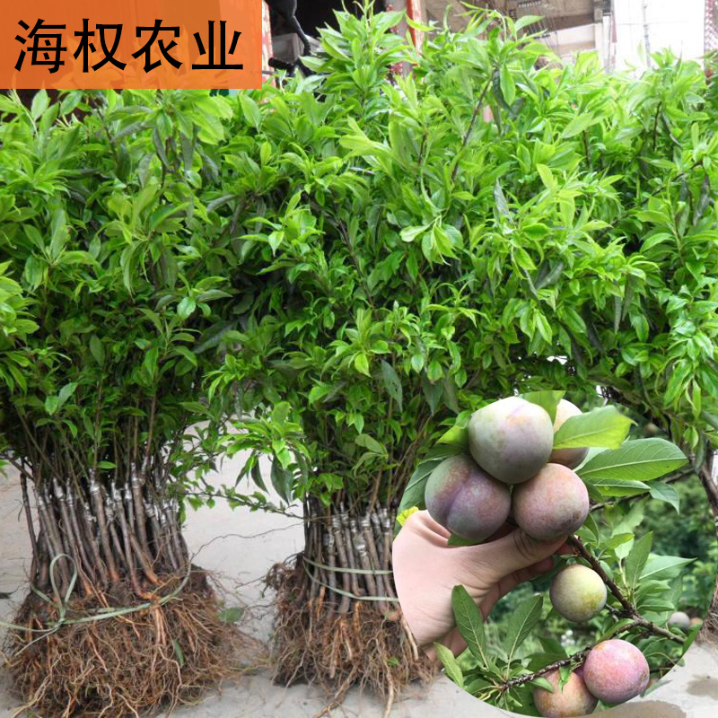 广西三华李树苗早晚熟三华李果苗品种保证