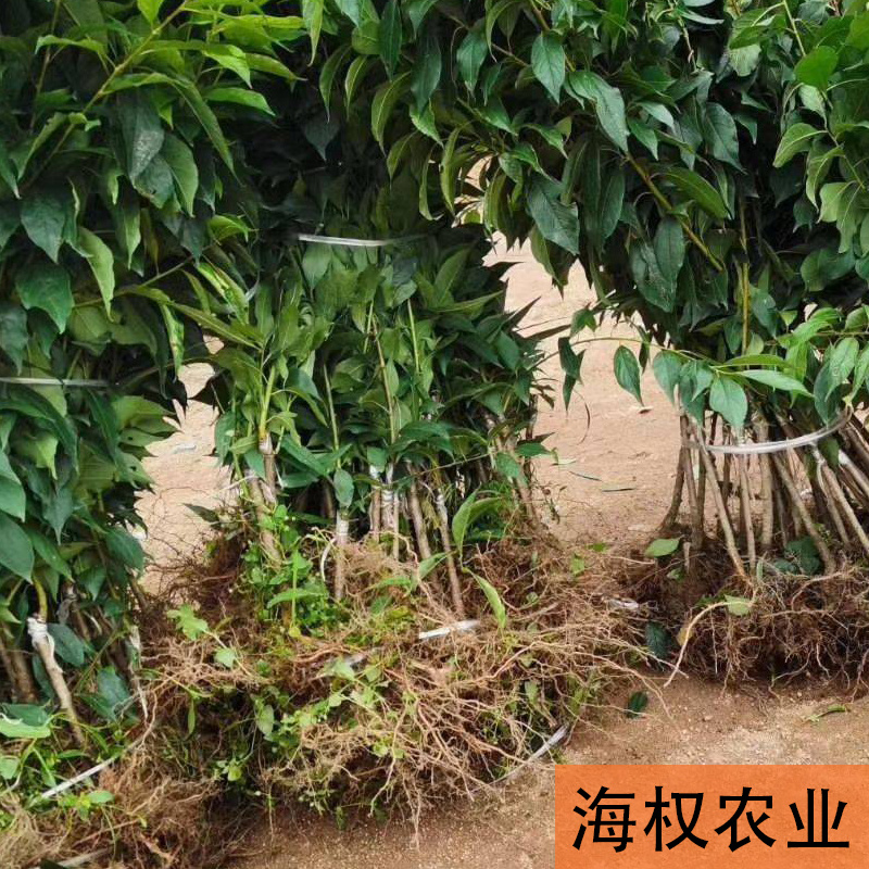 广西三华李树苗早晚熟三华李果苗品种保证