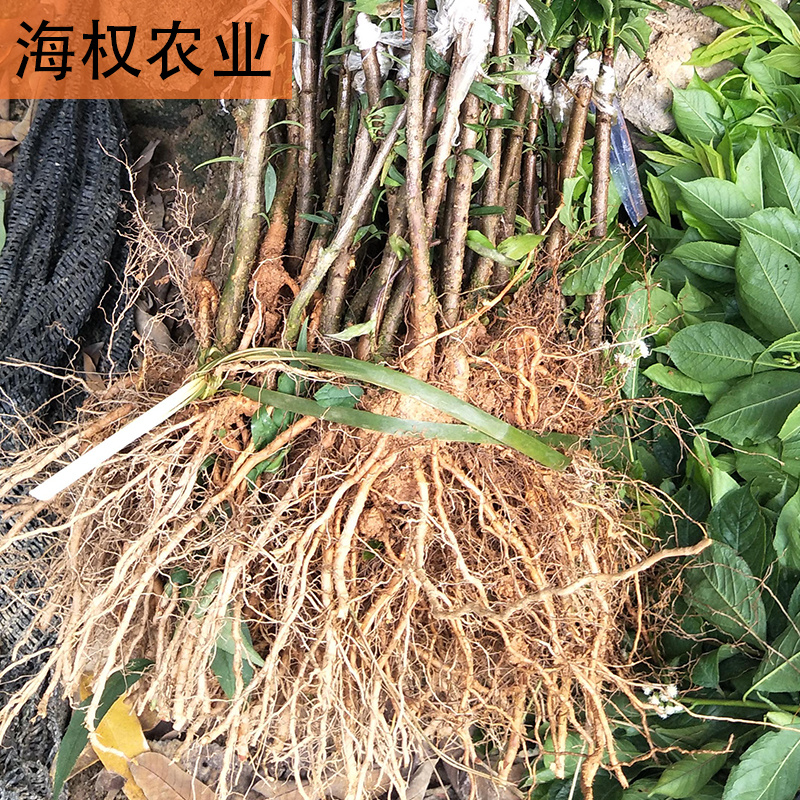 广西三华李树苗早晚熟三华李果苗品种保证
