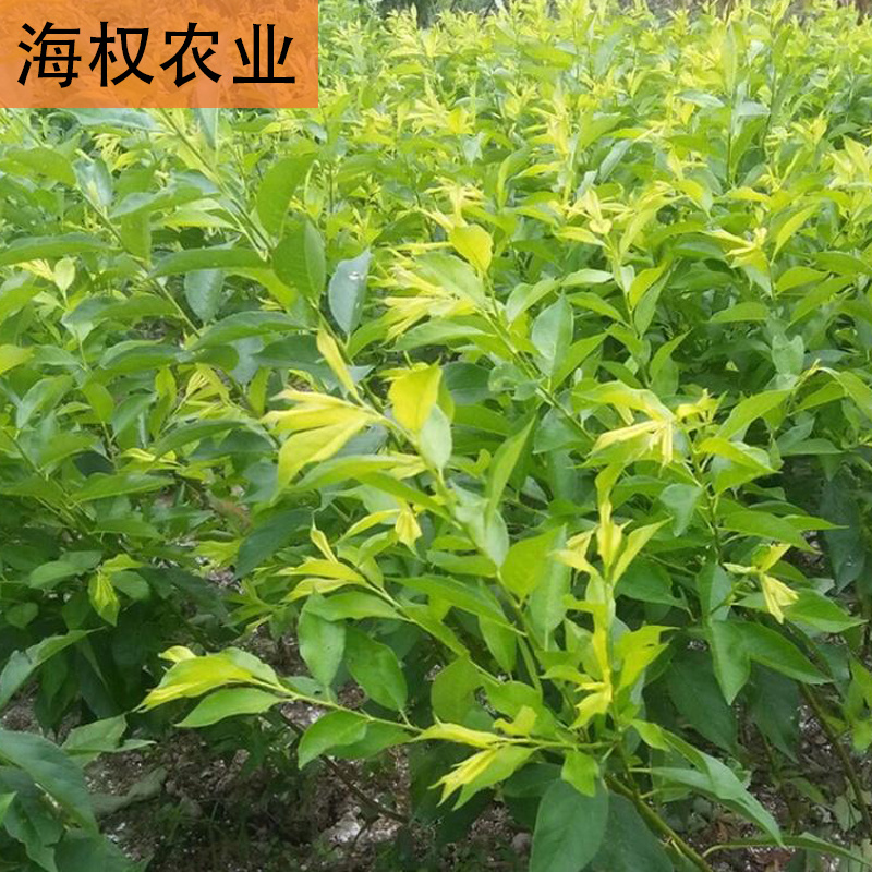 广西三华李树苗早晚熟三华李果苗品种保证
