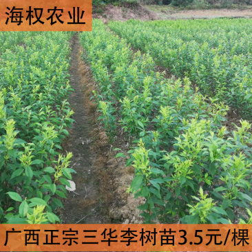 广西三华李树苗早晚熟三华李果苗品种保证