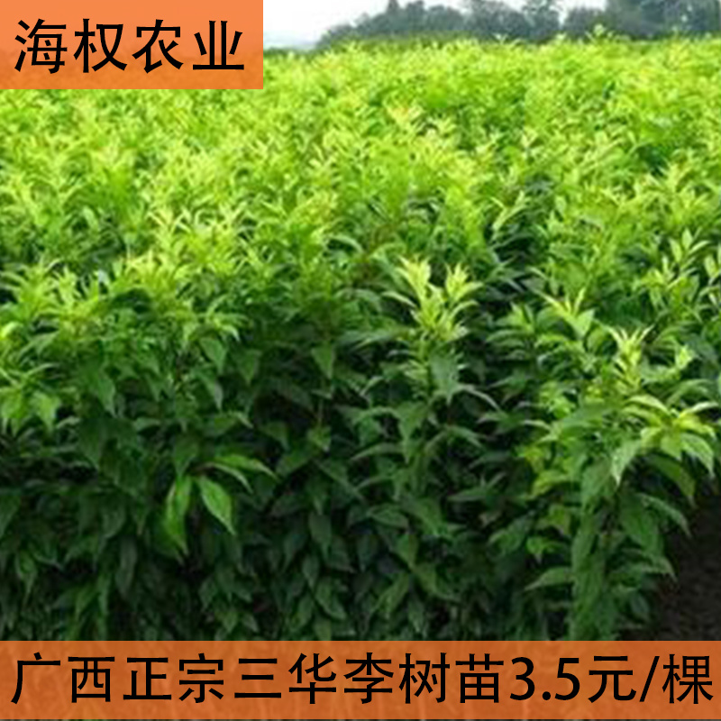 广西三华李树苗早晚熟三华李果苗品种保证