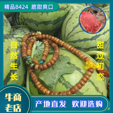 云南勐遮头茬无籽美都西瓜大棚头茬无籽对接商超电商