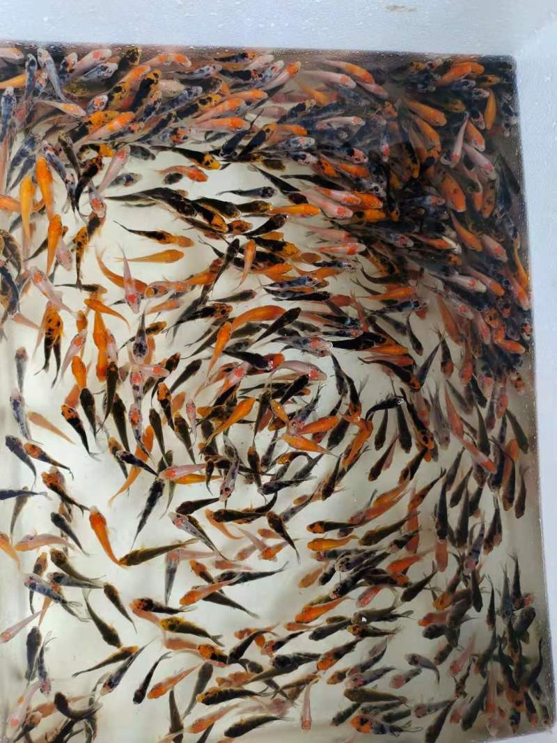 日本观赏锦鲤鱼苗黄金白金全红三色，混色等品种齐全