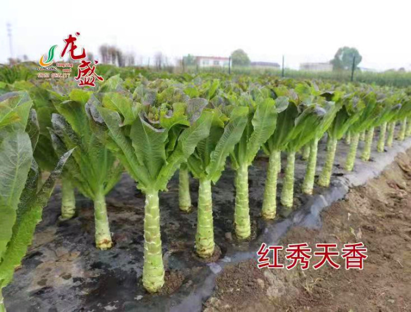 莴笋种子红秀天香高产稳产抗热耐寒清香脆爽春夏秋主栽莴