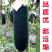 黑皮大冬瓜，油亮黑皮大冬瓜，量大从优，欢迎选购