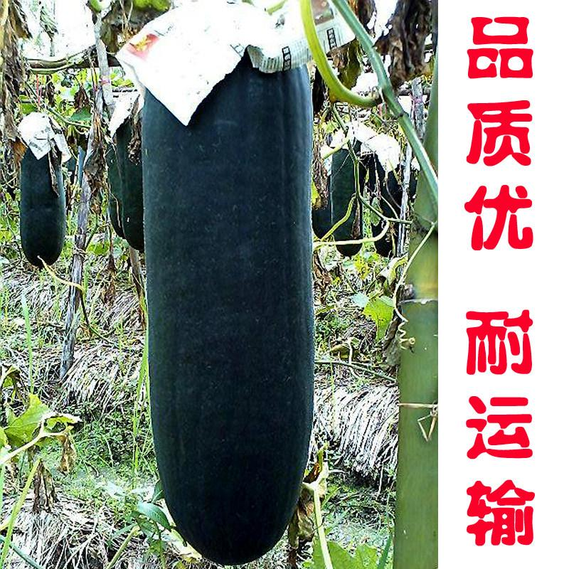 黑皮大冬瓜，油亮黑皮大冬瓜，量大从优，欢迎选购