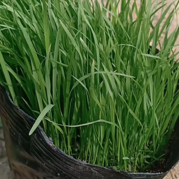 精品狼尾草大量上市，基地直发直销，欢迎各位老板致电！