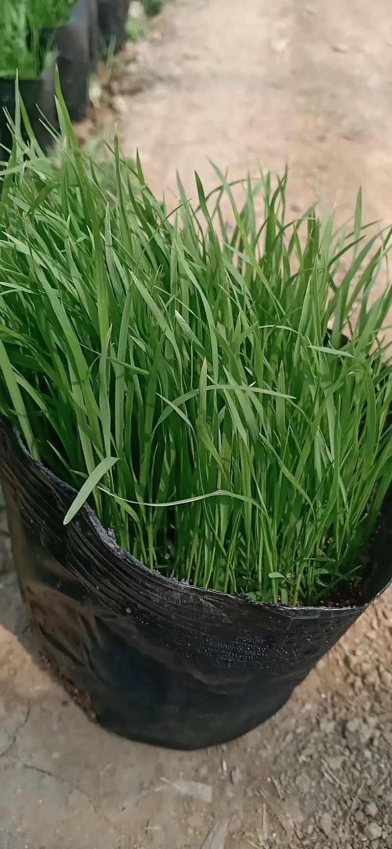 精品狼尾草大量上市，基地直发直销，欢迎各位老板致电！