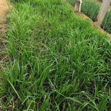 精品画眉草大量上市，基地直发直销，欢迎各位老板致电！
