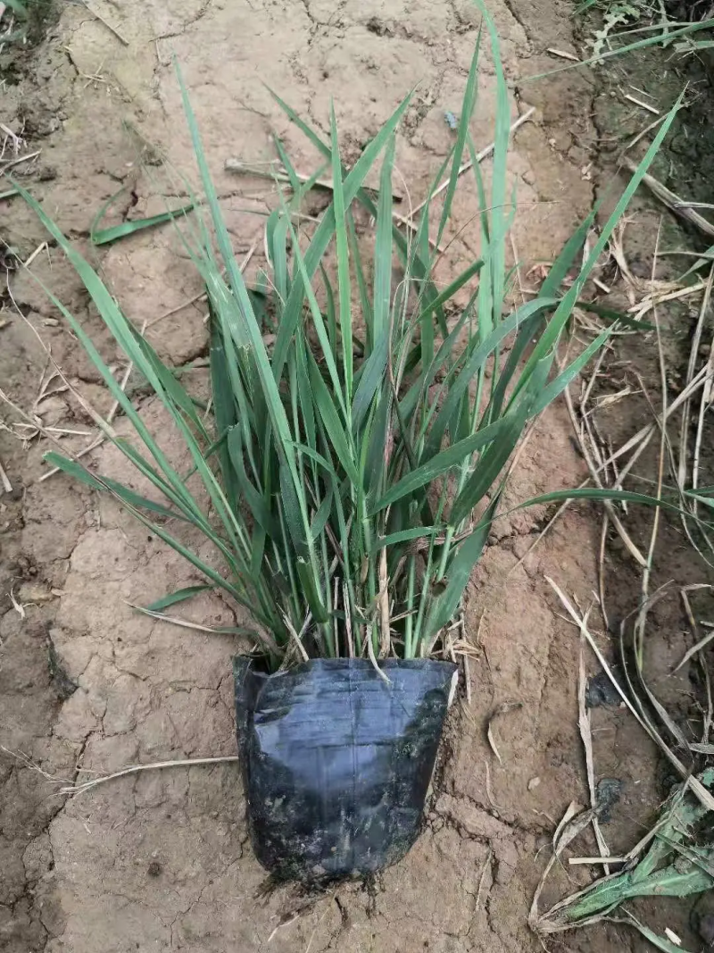 精品画眉草大量上市，基地直发直销，欢迎各位老板致电！