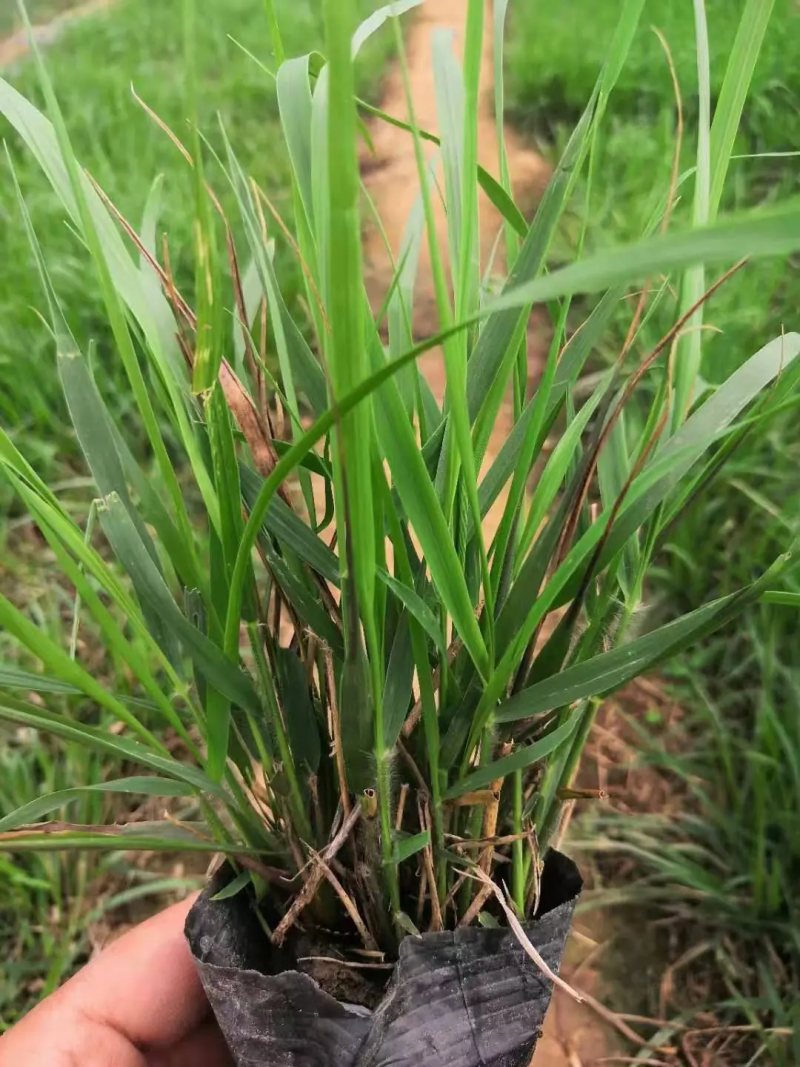 精品画眉草大量上市，基地直发直销，欢迎各位老板致电！
