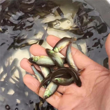 丁桂鱼苗5-7cm批发产地直销运输损耗包赔