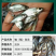 鳊鱼（鲳）鱼苗批发产地直销高质量无病开口苗