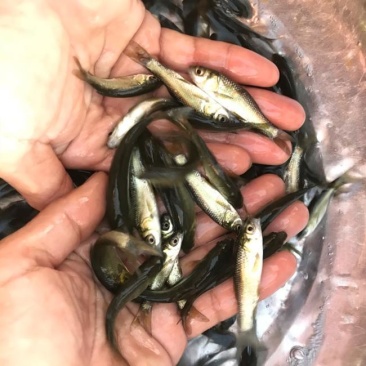 青鱼苗7-10cm产地直销一手货源齐规格低价格