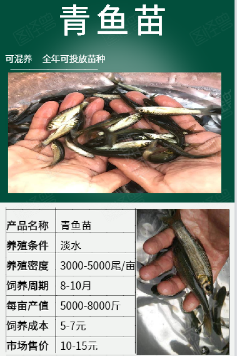 青鱼苗7-10cm产地直销一手货源齐规格低价格