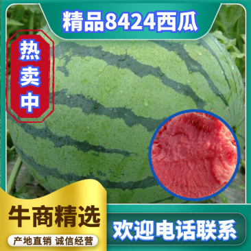 8424西瓜，皮薄肉厚甜度高，产地直供可发全国