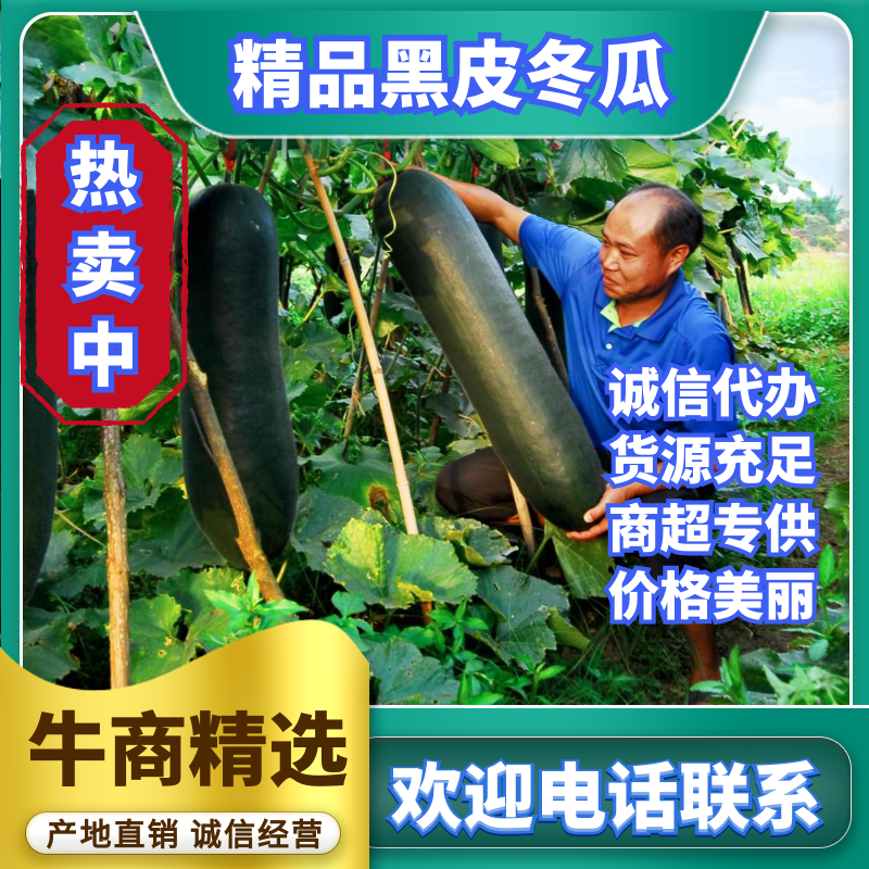 黑皮大冬瓜，油亮黑皮大冬瓜，量大从优，欢迎选购