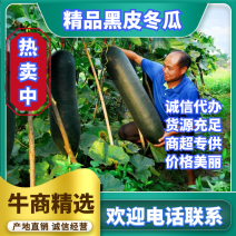 黑皮冬瓜大量上市希望广大的客户前来购买。