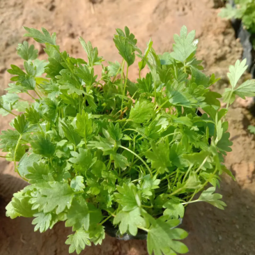 五叶，三叶萎陵菜大量上市，基地直发直销，欢迎各位老板致电