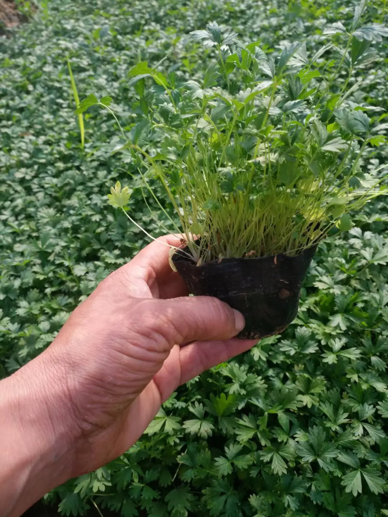 五叶，三叶萎陵菜大量上市，基地直发直销，欢迎各位老板致电