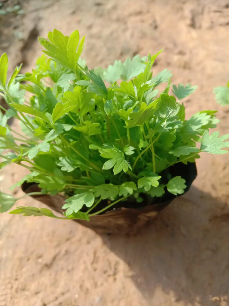 五叶，三叶萎陵菜大量上市，基地直发直销，欢迎各位老板致电