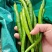 山东寿光新鲜现摘青椒线椒二荆条农家自种产地直发量大从优