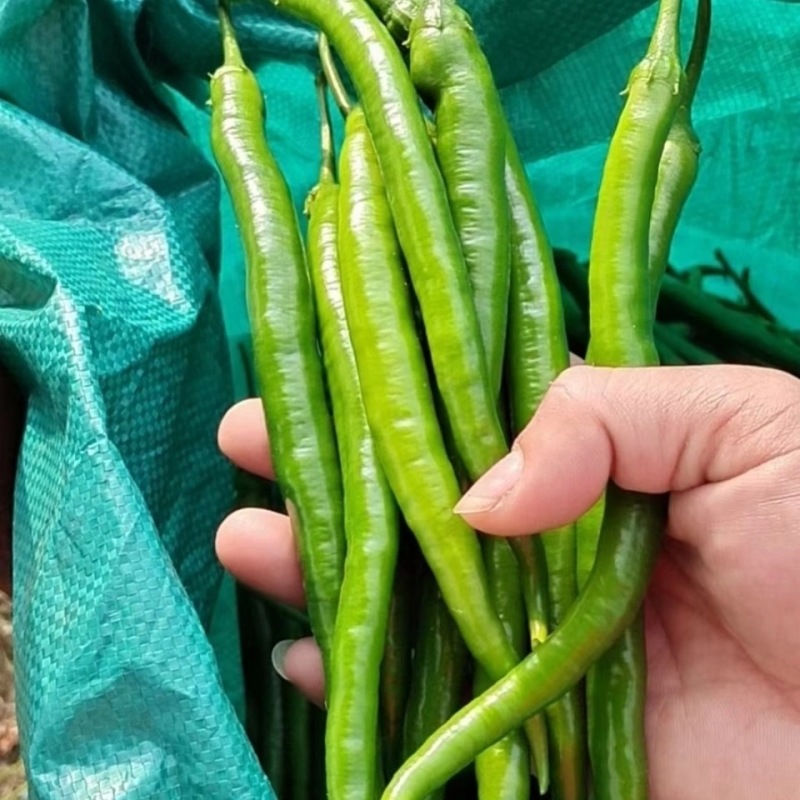 山东寿光新鲜现摘青椒线椒二荆条农家自种产地直发量大从优