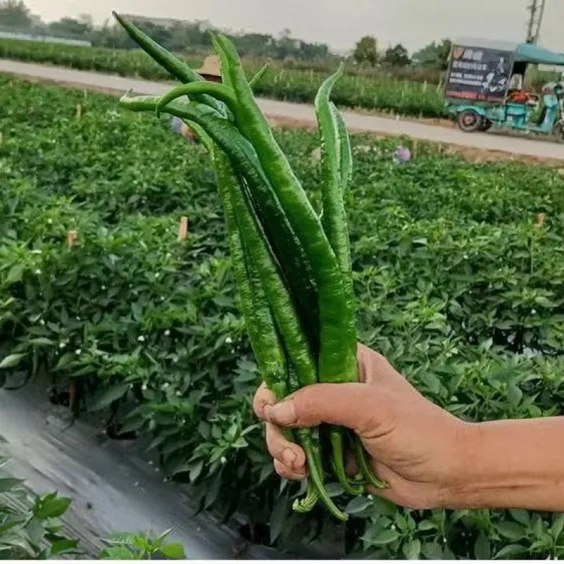 山东寿光新鲜现摘青椒线椒二荆条农家自种产地直发量大从优