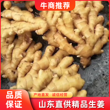 山东大姜，货源充足质量保证，价格实惠可以水洗，量大产区