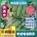 2026甜王西瓜甜王西瓜大量上市产地直销