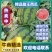 蒲城甜王西瓜供应，直生苗甜王西瓜批发，诚信第一，发往全国